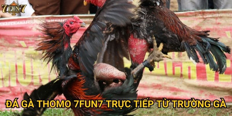 Đá gà Thomo có gì đặc biệt tại 7fun7? 2 Đá gà Thomo 7fun7 trực tiếp từ trường gà