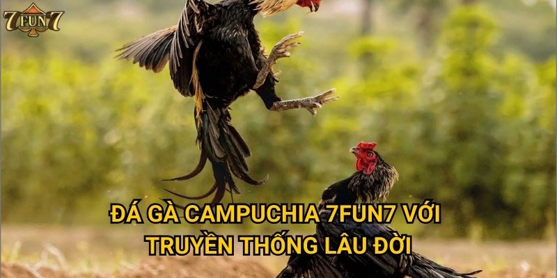 Tại sao đá gà Campuchia lại hot tại 7fun7? 2 Đá gà campuchia 7fun7 với truyền thống lâu đời