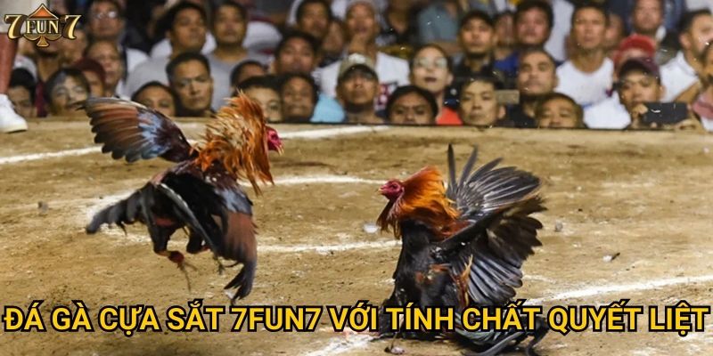 Đá gà cựa sắt 7fun7 với tính chất quyết liệt