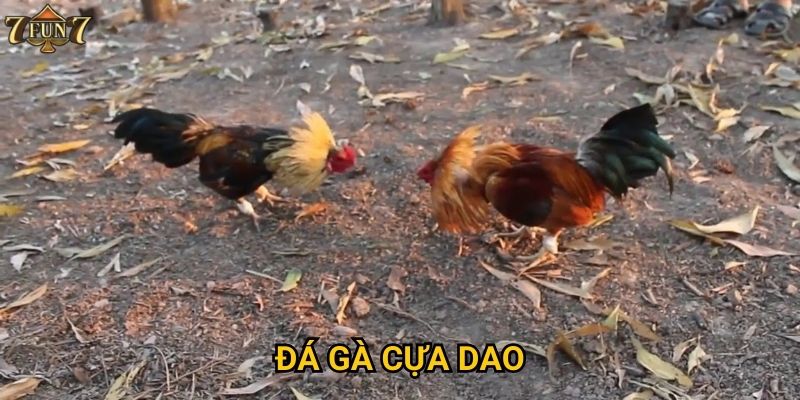Đá gà cựa dao có phải lựa chọn tốt tại 7fun7?