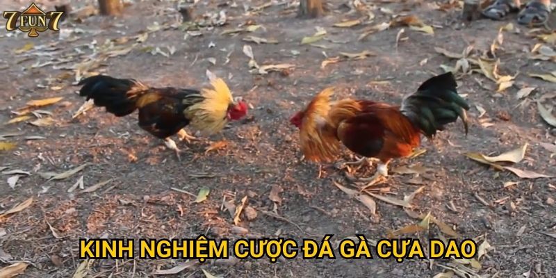 Kinh nghiệm cược đá gà cựa dao