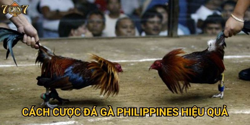 Cách cược đá gà Philippines hiệu quả